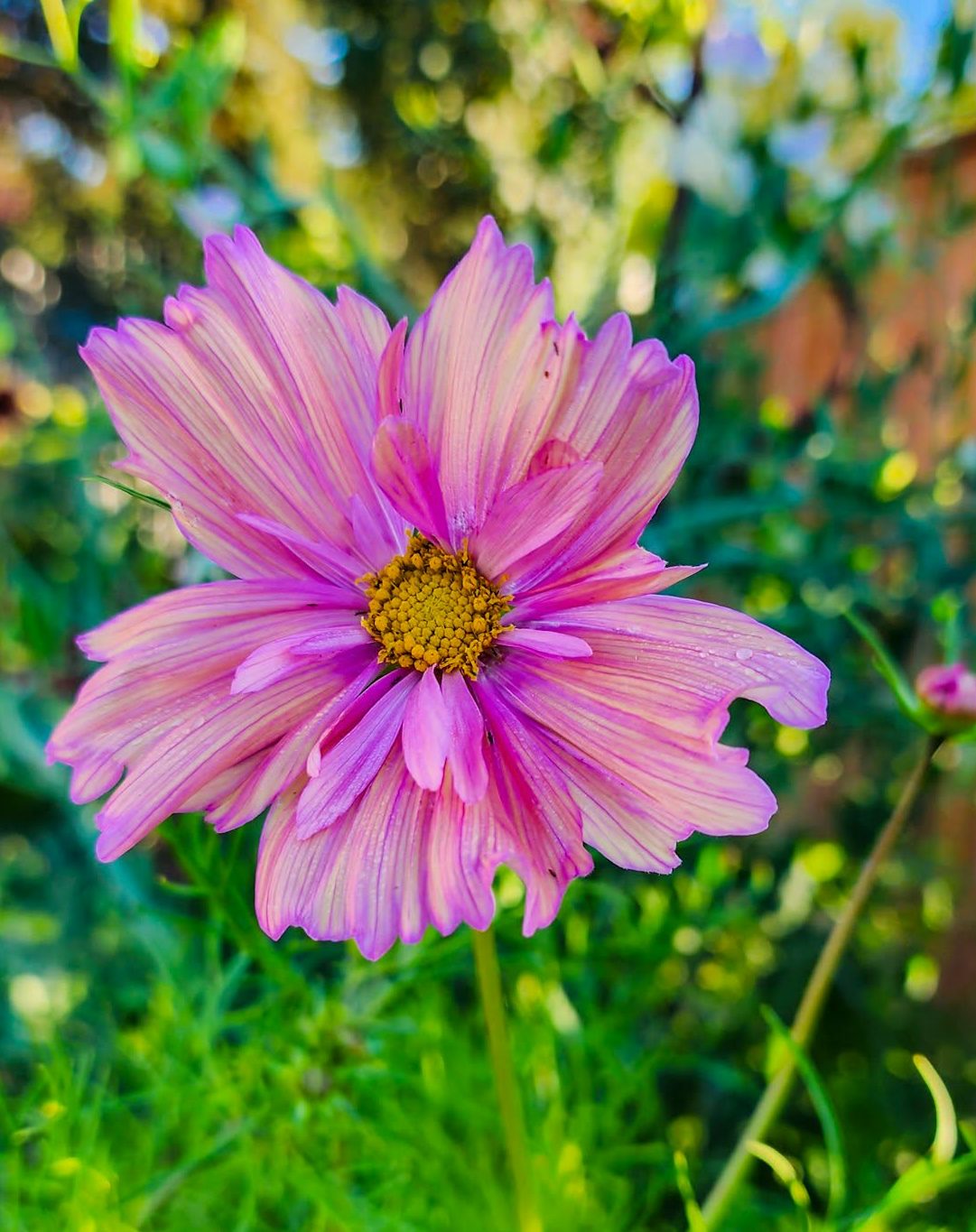 A close-up of a pink cosmos flower with delicate petals, surrounded by green foliage.