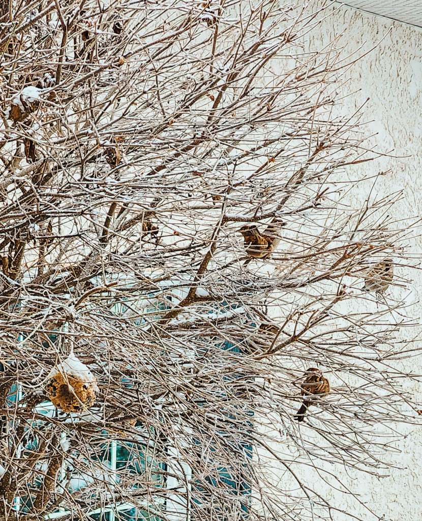 A bare tree with sparse branches covered in snow, featuring several birds among the twig
s.