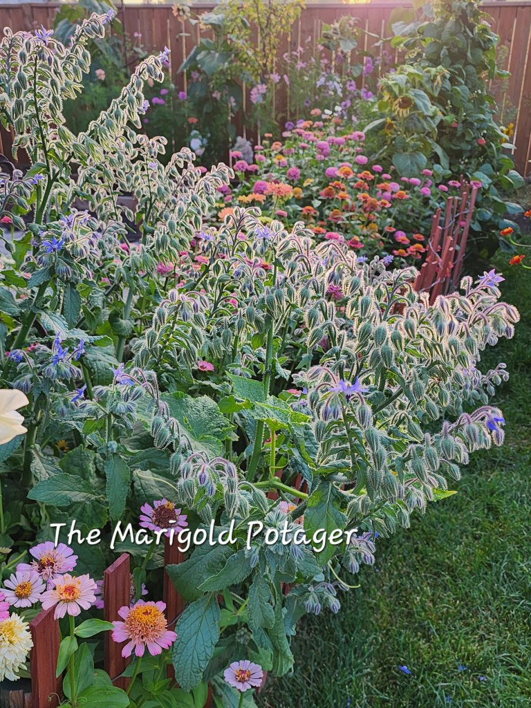 A vibrant garden featuring a variety of colorful flowers such as zinnias and borage, with a wooden fence in the background. The scene is bathed in warm sunlight, creating a cheerful and inviting atmosphere.