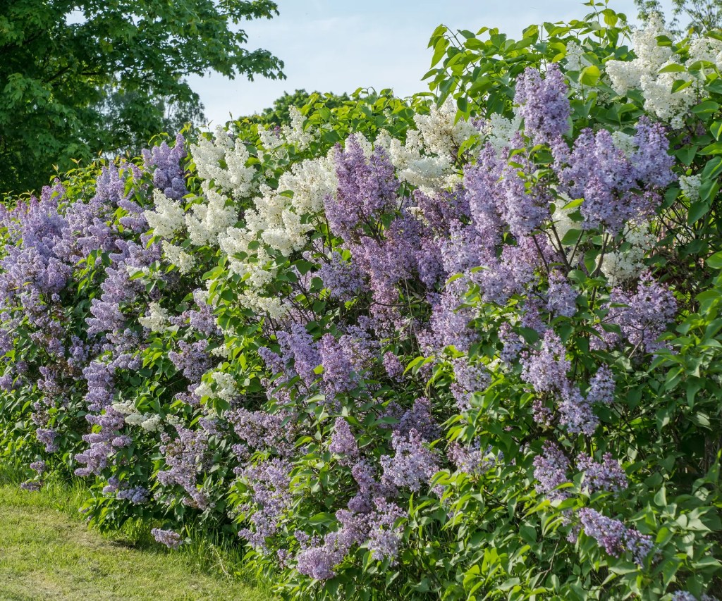A vibrant hedge of lilac flowers in shades of purple and white, surrounded by green foliage under a clear blue sky.