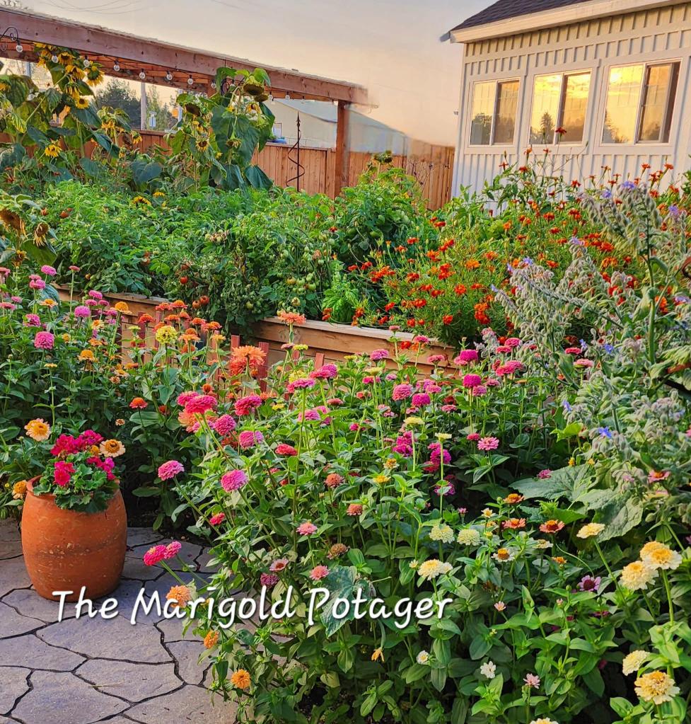 A vibrant garden filled with colorful flowers, including zinnias and marigolds, situated next to a wooden raised bed and a cozy garden shed.