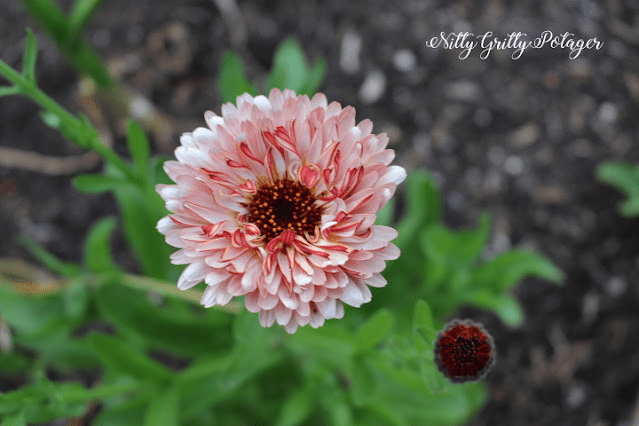 A close-up view of a pink and white striped Calendula flower with a dark center, surrounded by green leaves.