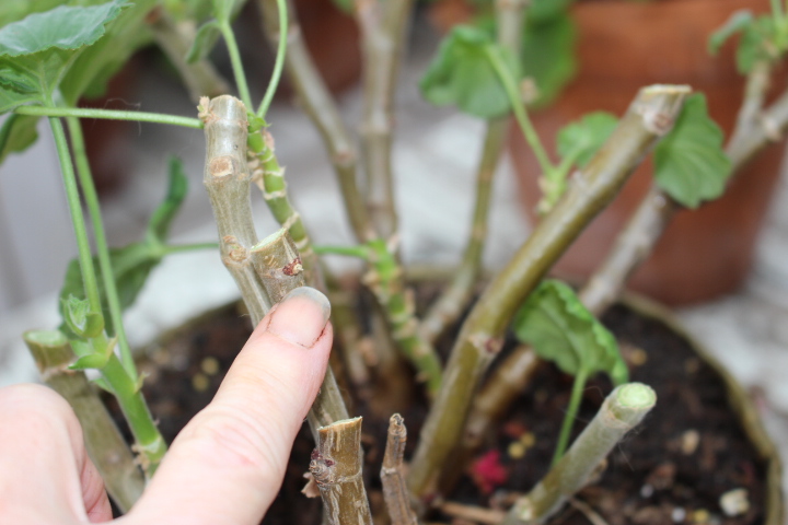 A person pointing at a piece of cut wood with small green leaves in a potted plant.