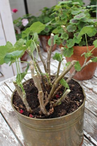 A potted plant with several short green leaves and bare stems in a rusty tin container, surrounded by other greenery.