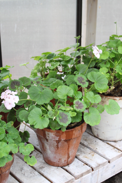 Potted geranium plants with green foliage and light pink flowers on a wooden shelf.