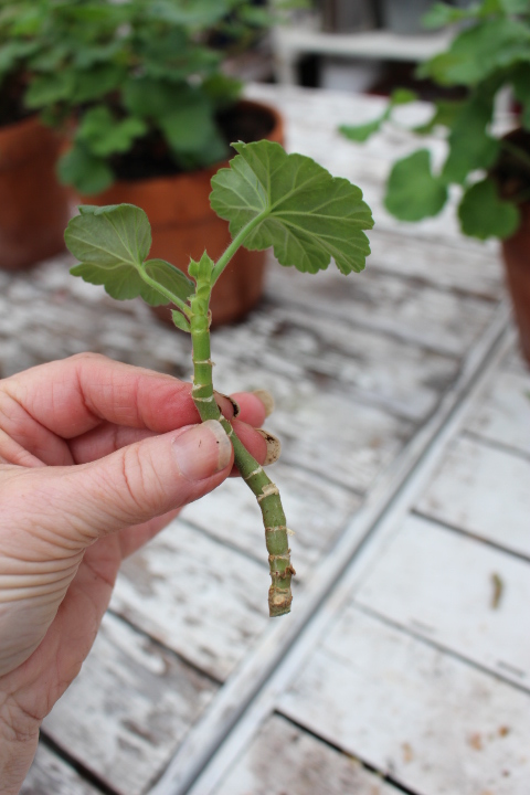 A hand holding a green plant cutting with two leaves, against a backdrop of potted plants and a wooden table.
