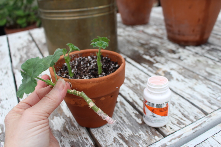 A person holding a stem cutting with a rooted end, next to a small terracotta pot filled with soil and two green shoots, with a bottle of rooting hormone in the foreground.