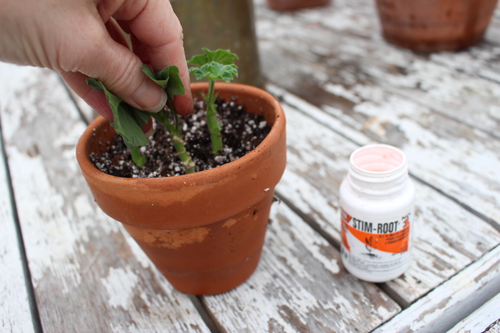 A person is placing young plant cuttings into a terracotta pot filled with soil, with a bottle of rooting hormone nearby on a wooden table.
