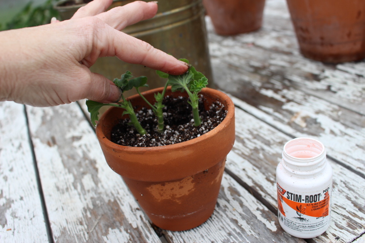 A hand touching young plant shoots in a small terracotta pot, with a bottle of plant rooting hormone labeled 'STIM-ROOT' beside it.