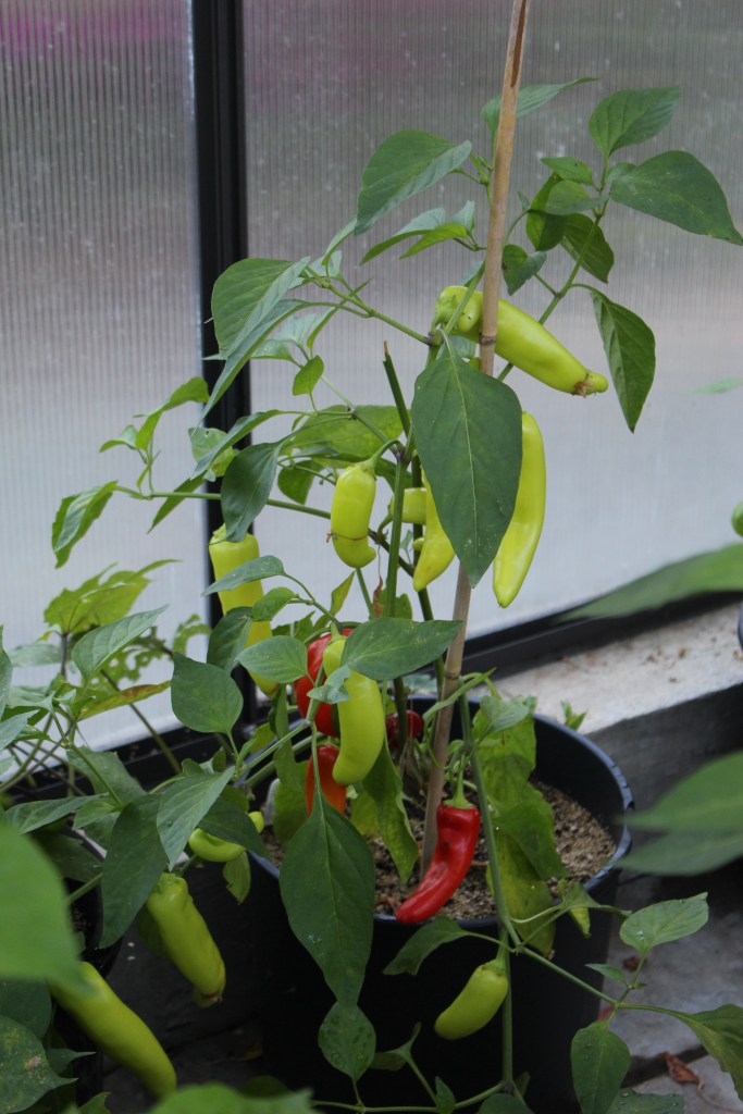 A potted chili pepper plant featuring both green and red peppers, set against a backdrop of a greenhouse.