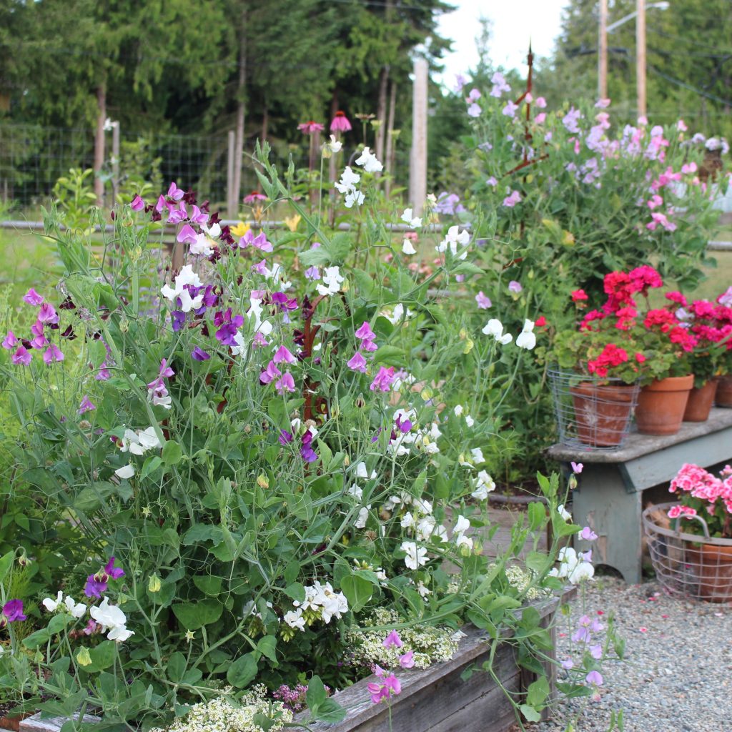 A vibrant flower garden featuring a variety of sweet peas in shades of purple, white, and pink, along with red and pink geraniums in pots, set against a green landscape.