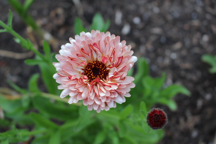 How To Grow Calendula (aka Pot Marigolds)  The Marigold Potager  A Zone 3  Prairie Garden