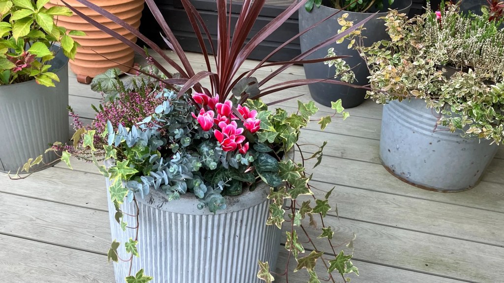 A vibrant planter featuring a mix of red and pink cyclamen flowers, greenery, and ornamental grass, placed on a wooden deck.
