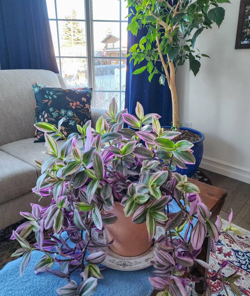 A vibrant potted plant with striped green and pink leaves, positioned in front of a window. A decorative pillow sits on a light-colored couch, with a tree in a blue pot nearby.
