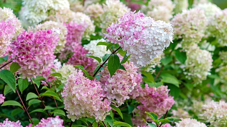 A close-up view of blooming hydrangea flowers in shades of pink and white, surrounded by green leaves.