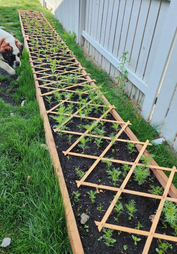 A garden bed filled with young plants and a wooden trellis, with a dog in the foreground and grass surrounding the area.