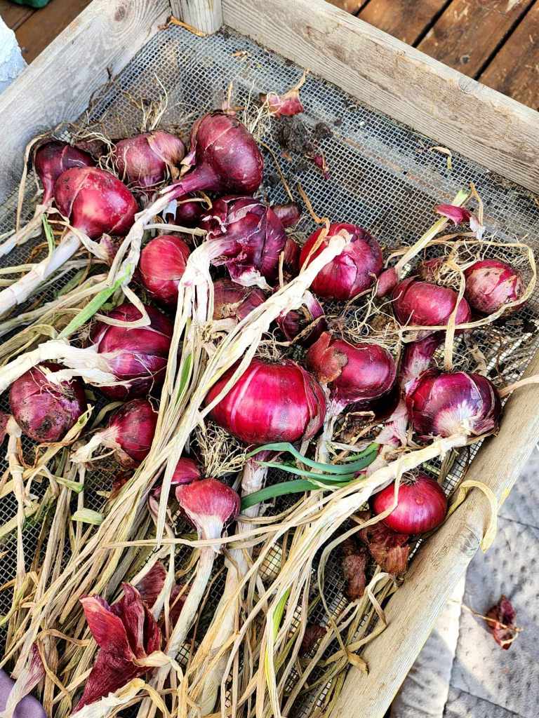 A wooden crate filled with freshly harvested red onions with their stems and roots attached, resting on a mesh surface.