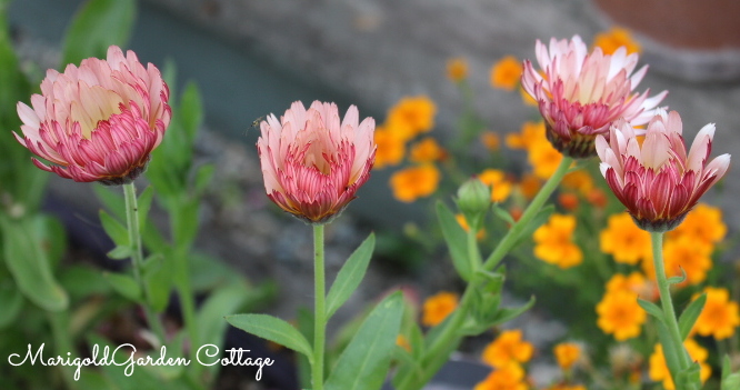 Four pink and white calendula flowers in a garden setting with orange marigolds in the background.