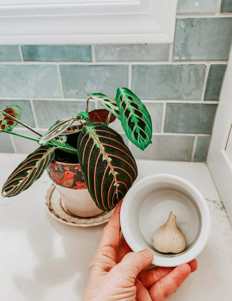 A hand holding a small white dish with a garlic bulb, next to a potted plant with vibrant green leaves, placed on a marble countertop.