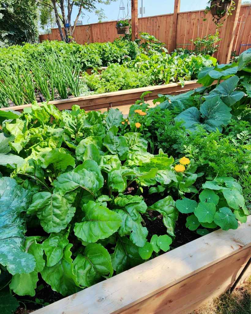 A vibrant vegetable garden featuring various leafy greens, including beets, lettuce, carrots, and herbs, all growing in wooden raised beds under a sunny sky.
