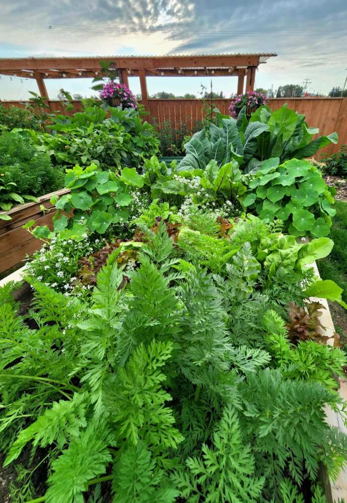 A vibrant vegetable garden filled with lush green plants, including carrots and various leafy greens, under a cloudy sky. A wooden fence and flowering plants are visible in the background.