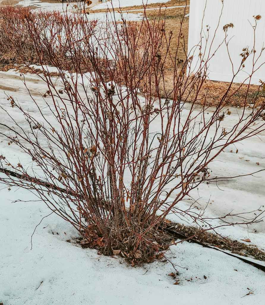 A barren bush with thin, red branches stands alone on a patch of melting snow, surrounded by brown grass and a clear white fence in the background.