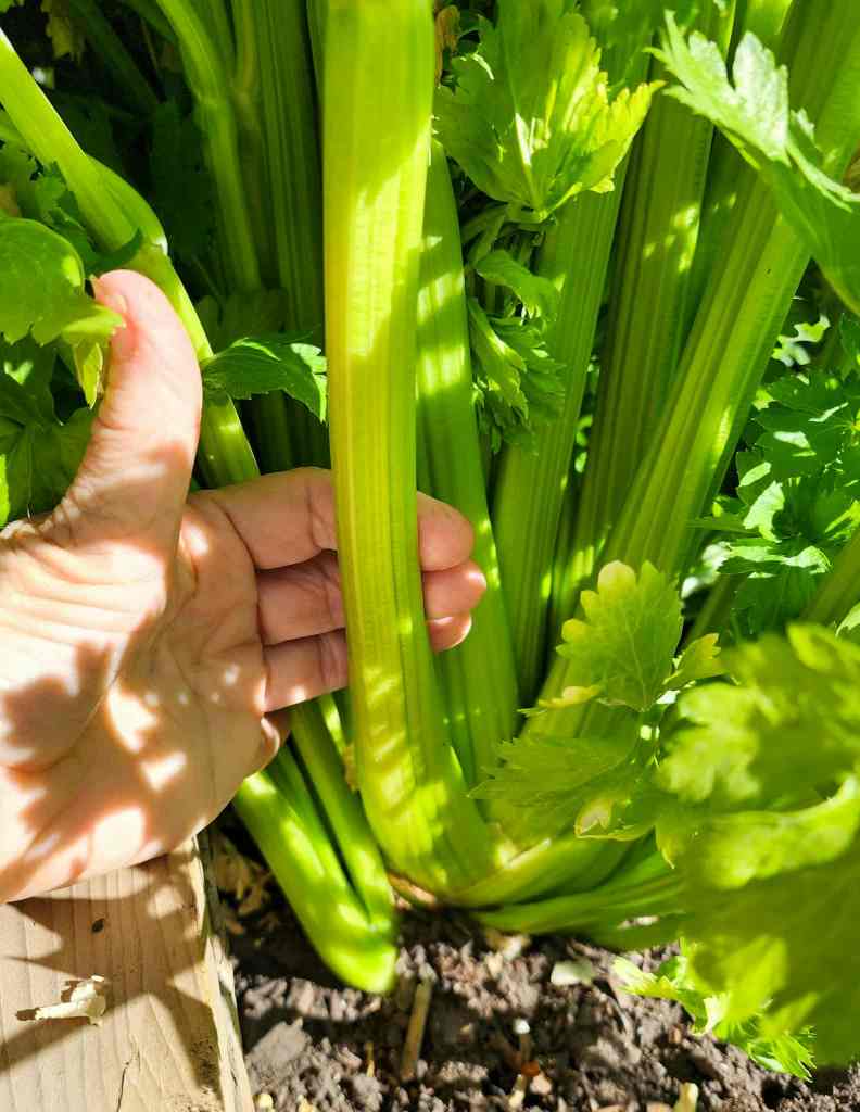 A hand holding a stalk of fresh celery in a garden setting, surrounded by green leaves and healthy soil.