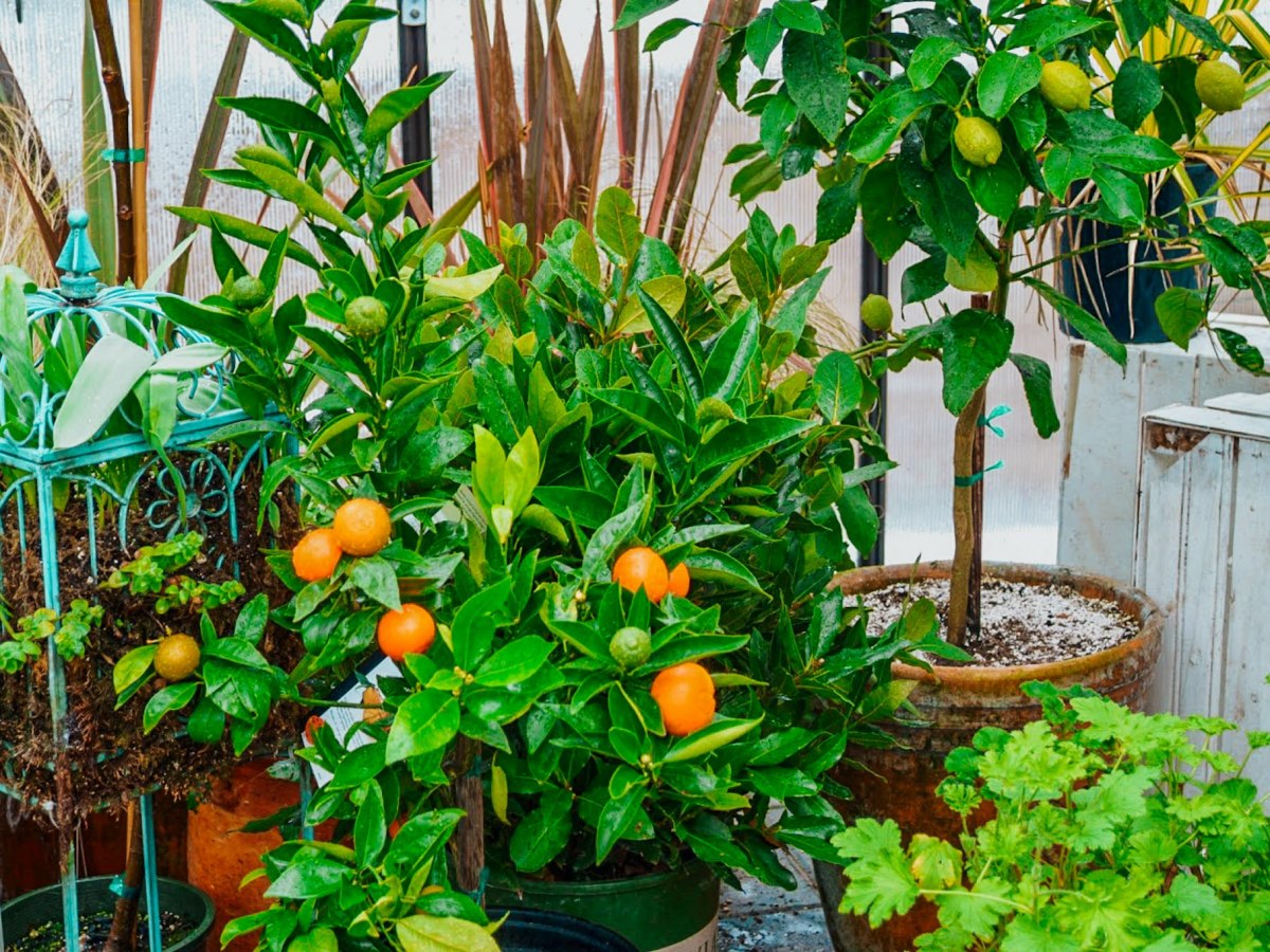 Sunday Potager Ramblings #71 (Lemon Trees, Create Gifts From Your&nbsp;Garden)