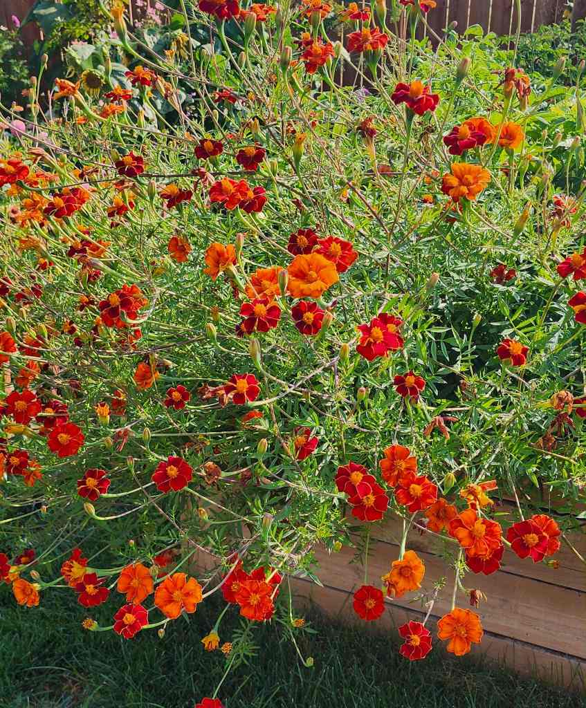 A vibrant display of marigold flowers in shades of orange and red, surrounded by green foliage.