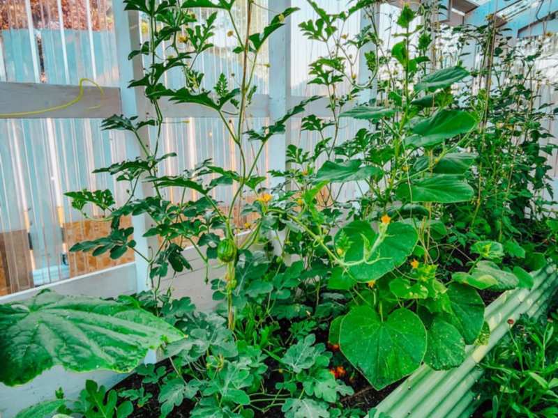 Vegetables I Am Growing In My 2026 Garden (with seed&nbsp;sources)