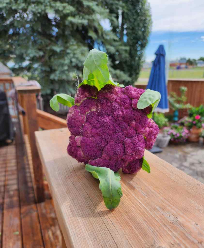 A vibrant purple cauliflower with green leaves resting on a wooden surface, surrounded by a garden setting.