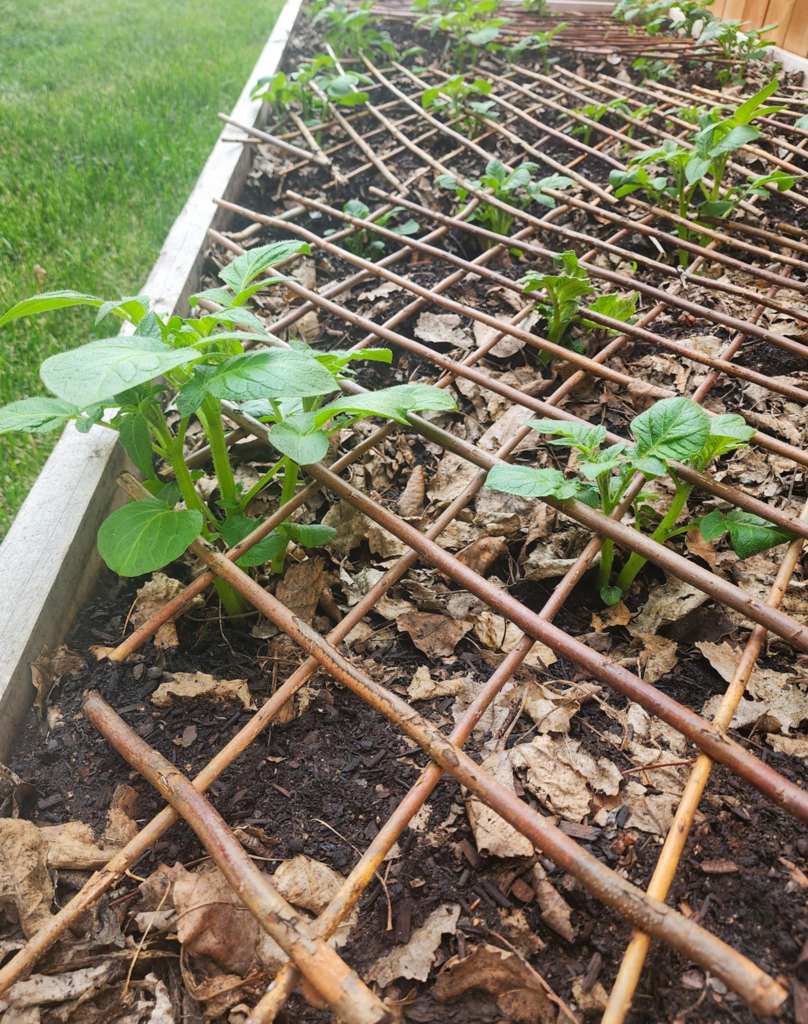 A close-up view of a raised garden bed with green seedling plants growing through a grid of wooden sticks, surrounded by leaves and dark soil.