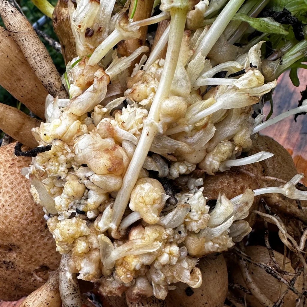 Close-up of dahlia gall. 
