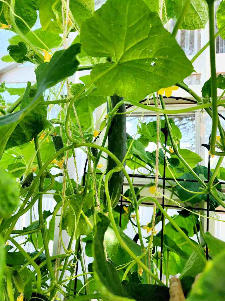 A close-up view of a cucumber plant with large green leaves and a mature cucumber hanging among the vines in a greenhouse.