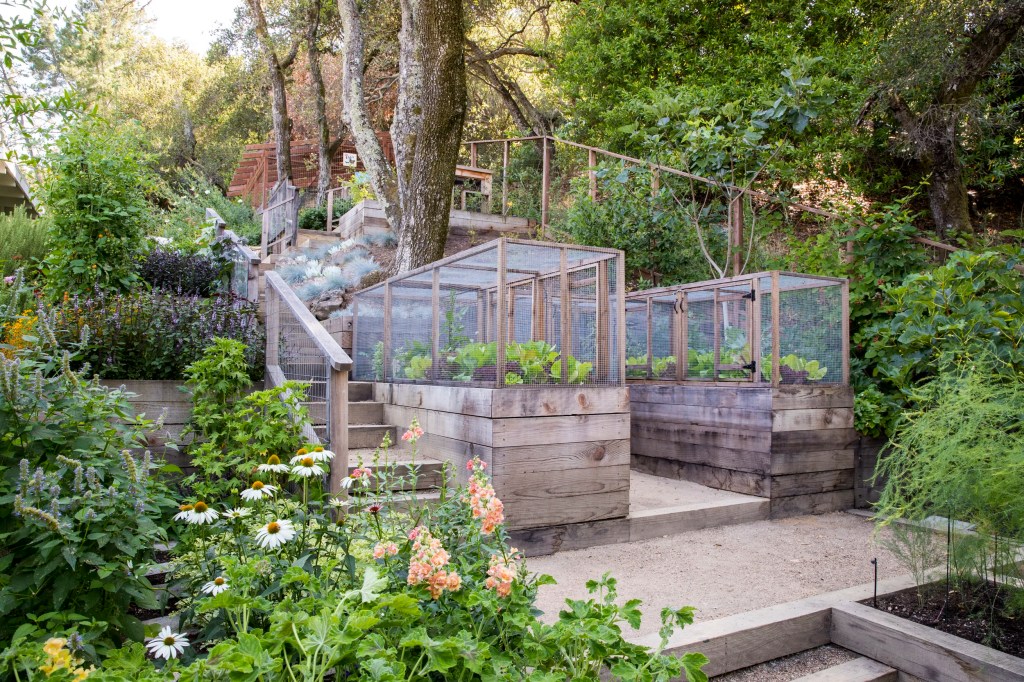 A serene garden landscape featuring several wooden raised beds with protective mesh covers, surrounded by lush greenery and colorful flowering plants.