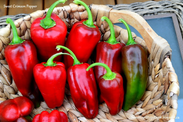 A basket filled with bright red and green sweet crimson peppers, showcasing their vibrant colors and fresh appearance.