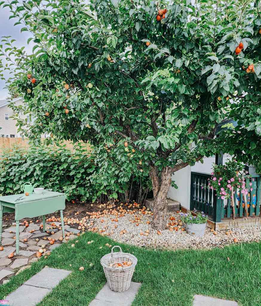 A lush backyard featuring a fruit tree with oranges, green grass, a stone pathway, a small green table, and a wicker basket filled with fruit.