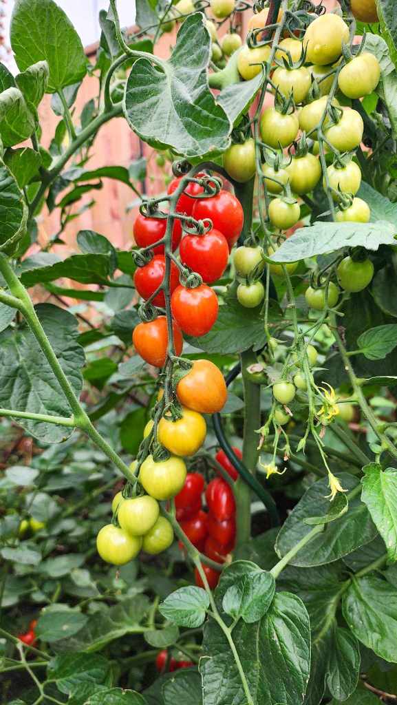 A cherry tomato plant with clusters of red, orange, yellow, and green tomatoes growing among vibrant green leaves.