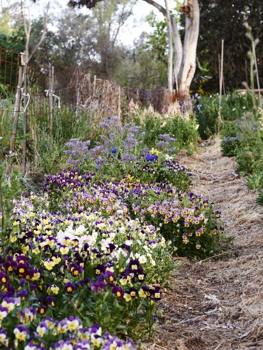 A vibrant flower garden featuring rows of purple and yellow pansies, with greenery and trees in the background along a dirt path.