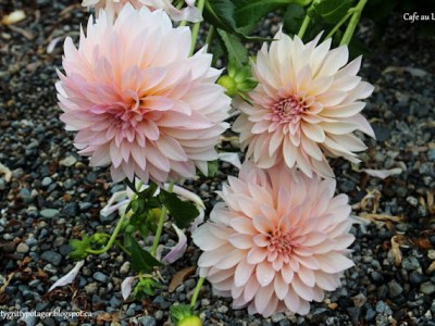 Notes From The February Potting&nbsp;Shed