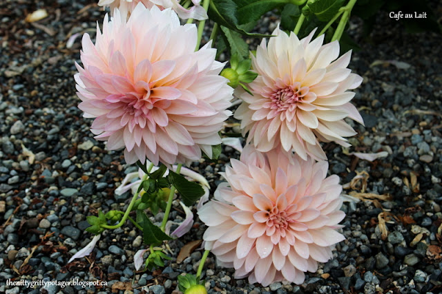 Notes From The February Potting Shed