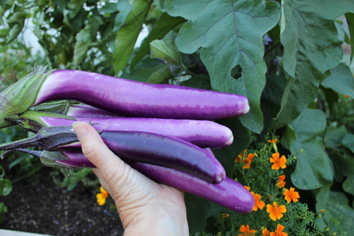 A hand holding several vibrant purple eggplants in a garden setting, with green leaves and orange flowers in the background.