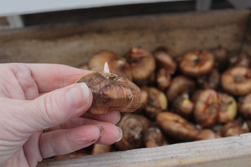 A close-up of a hand holding a sprouting bulb with a group of similar bulbs in the background.