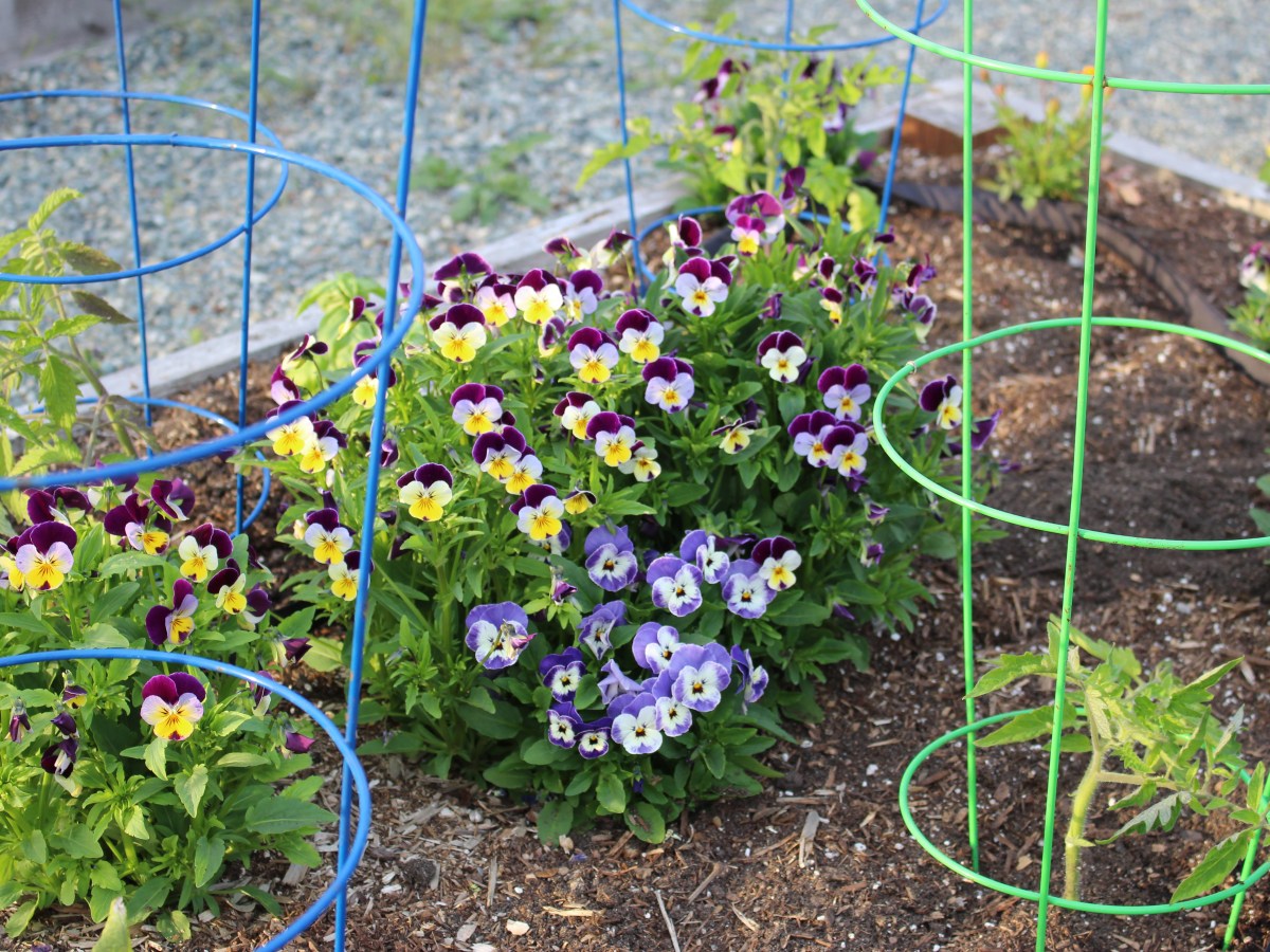 Mid February Notes From The Potting Shed – Pollinator Flowers &&nbsp;FAQ’s