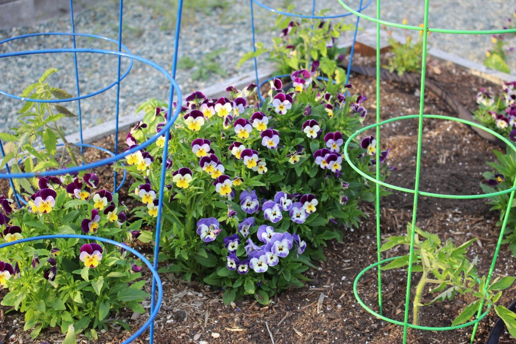 Mid February Notes From The Potting Shed – Pollinator Flowers & FAQ’s