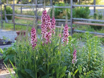 Potager Ramblings #70 (Verbascum, pollinators, potting soil&nbsp;recipe)