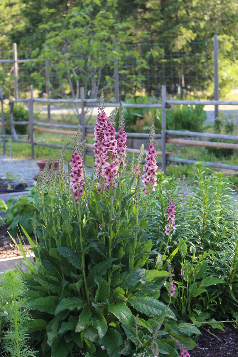 Potager Ramblings #70 (Verbascum, pollinators, potting soil recipe)