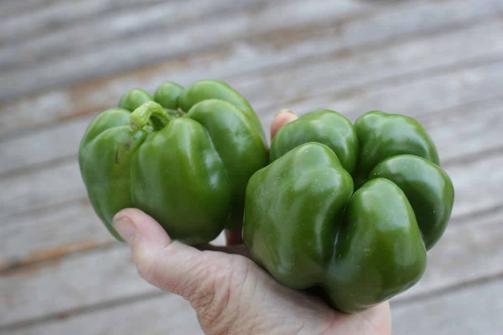 A hand holding two fresh green bell peppers against a wooden background.