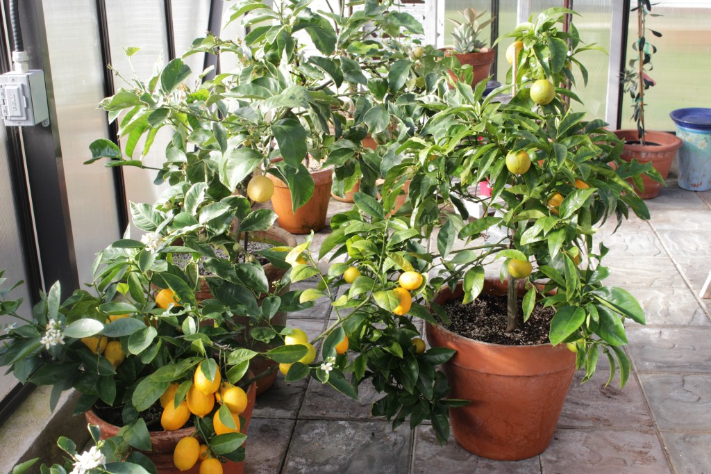 Indoor lemon trees in terracotta pots, with ripe lemons hanging and green leaves, set in a sunlit greenhouse.