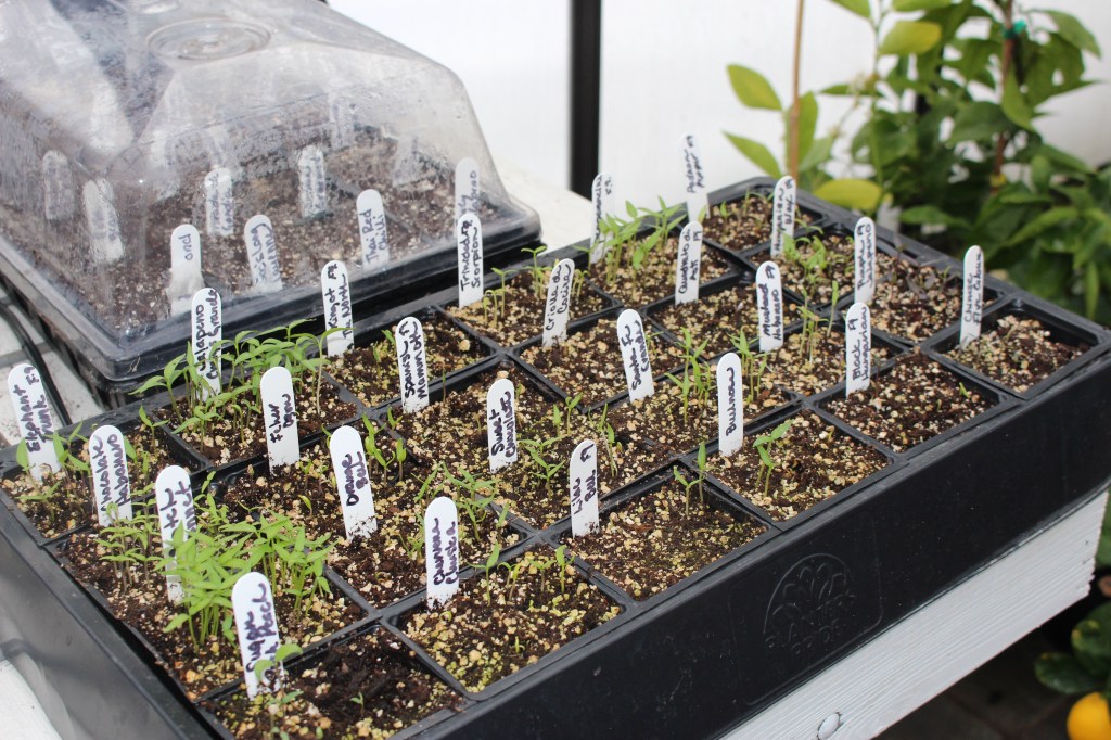 Seedlings growing in a black seedling tray with white labels indicating plant types, covered by a clear humidity dome.